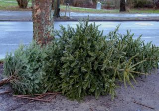 BSR Weihnachtsbaum-Entsorgung