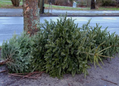 BSR Weihnachtsbaum-Entsorgung