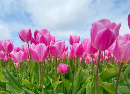Tulpen im Frühling
