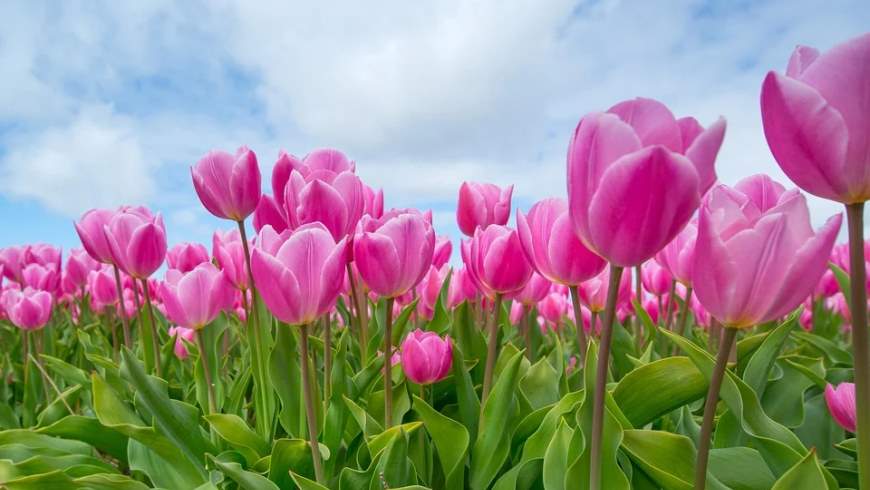 Tulpen im Frühling