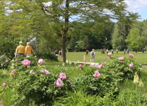 Blühende Pflingstrosen im Rosen- und Staudengarten im Treptower Park