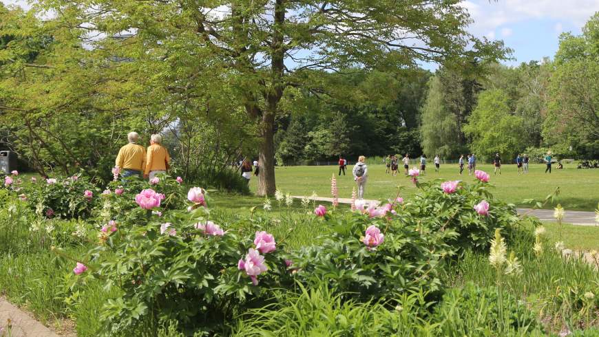 Blühende Pflingstrosen im Rosen- und Staudengarten im Treptower Park