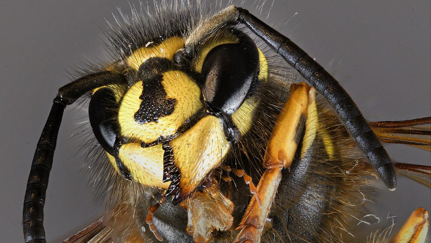 Deutsche Wespe (Vespula germanica)