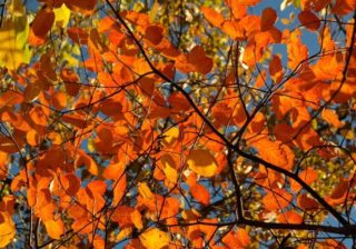 Felsenbirne (Amelanchier ovalis)