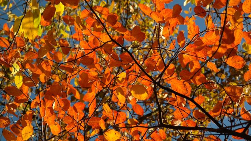 Felsenbirne (Amelanchier ovalis)