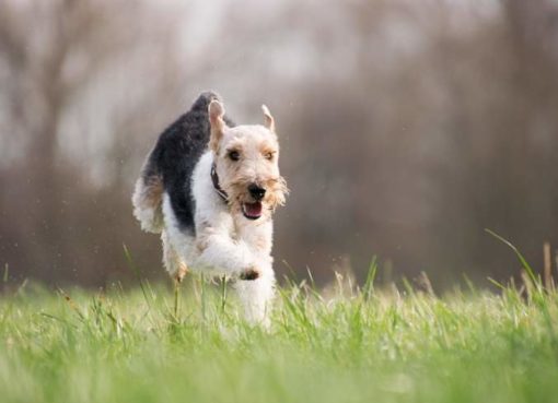 Hundeauslauf