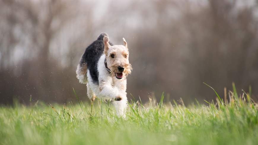 Hundeauslauf