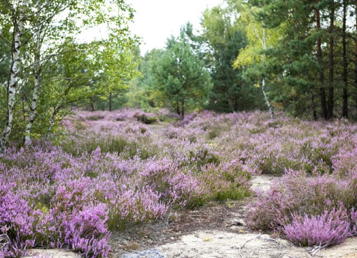 Lieberoser Heide, Erika blüht im August