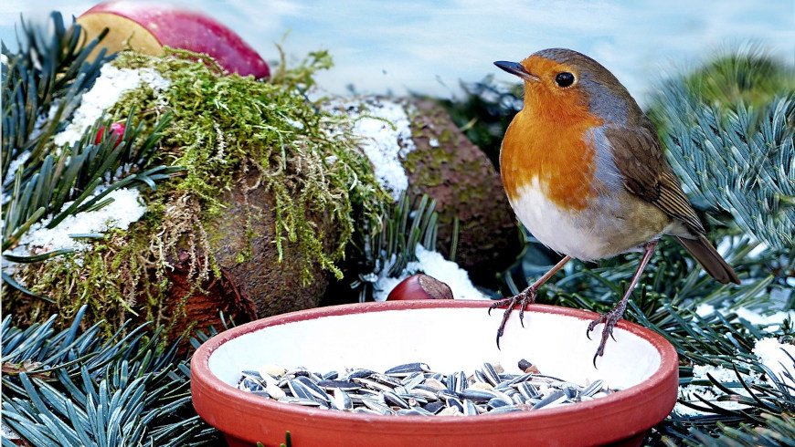 Im Winter ist das Rotkehlchen dankbar für für trockene Mehlwürmer, Rosinen und Sonnenblumenkerne