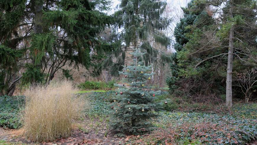 Weihnachtsbaum