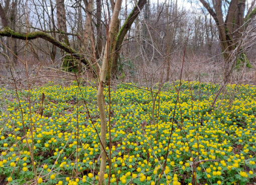 Erste Winterlinge am Stadtrand von Berlin