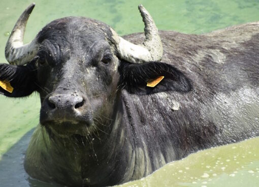 Wasserbüffel