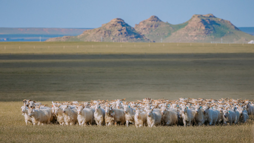 Kaschmirziegen in der Inneren Mongolei Chinas