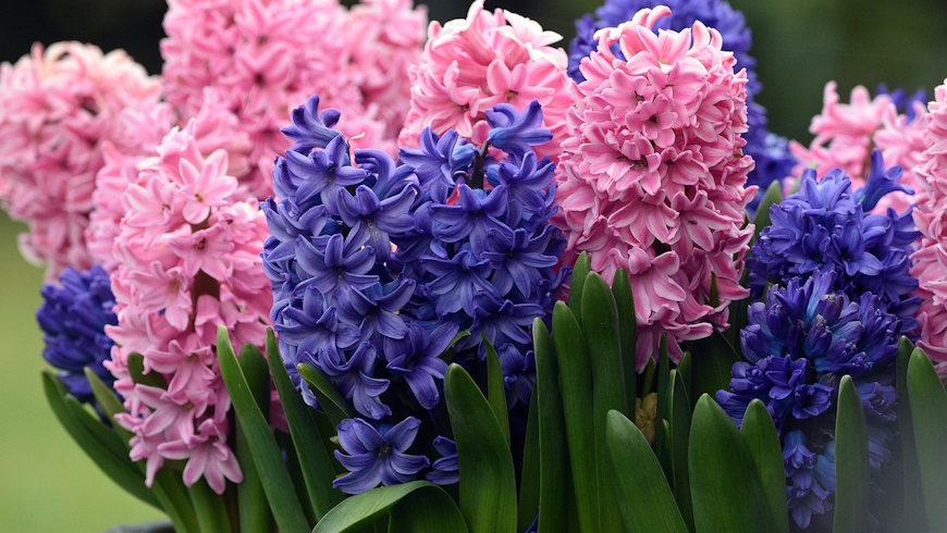 Hyazinthen ( Hyacinthus orientalis ) - Foto: Pixabay