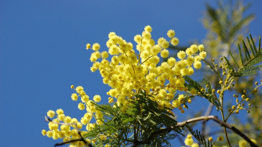 Blühende Mimosa