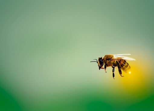 Honigbiene im Flug