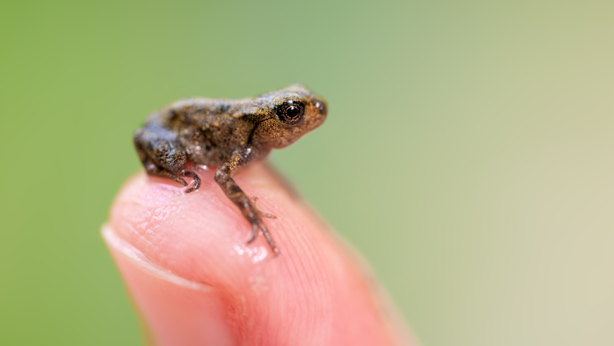 Erdkröte ( Bufo bufo )