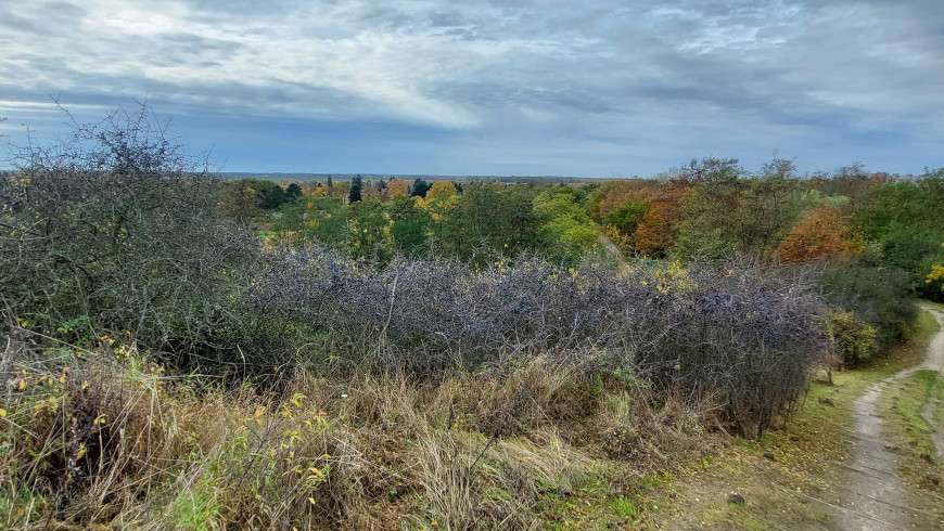 Schlehensträucher im Freizeitpark Marienfelde