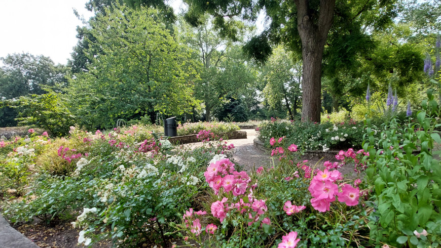Rosengarten im Viktoriapark